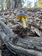Pluteus pauperculus