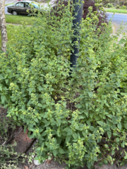 Origanum majorana