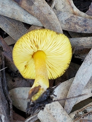 Pluteus pauperculus