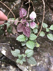 Coleus nitidus