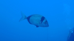Diplodus vulgaris