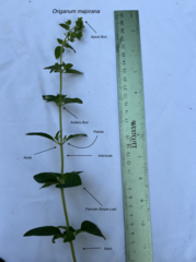 Origanum majorana