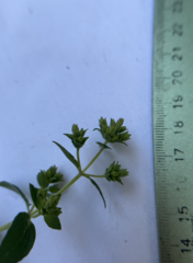 Origanum majorana