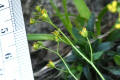Draba albertina