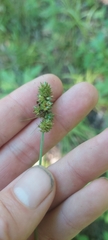 Carex mesochorea