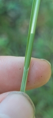 Carex mesochorea