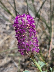 Dalea ornata