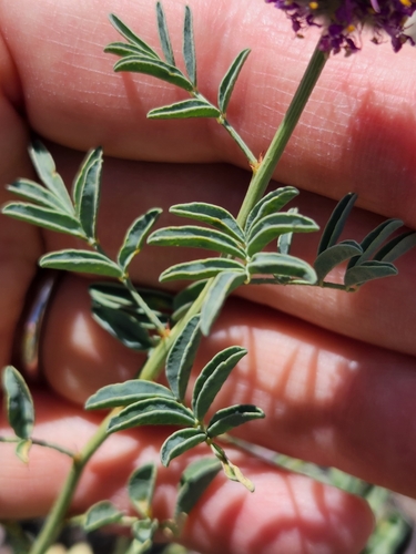 Image of Dalea ornata by (c) Merlla McLaughlin, some rights reserved (CC BY)
