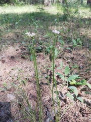 Allium angulosum