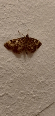 Anania tertialis
