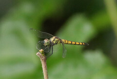 Brachydiplax farinosa