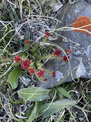 Rhodiola quadrifida