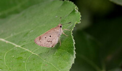 Suastus gremius
