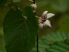 Cynanchum annularium