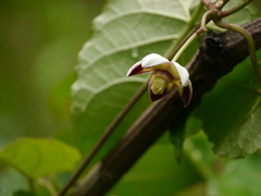 Cynanchum annularium