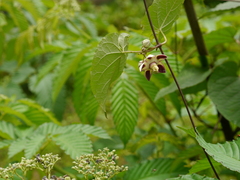 Cynanchum annularium