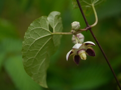 Cynanchum annularium