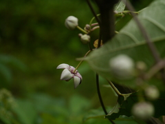 Cynanchum annularium