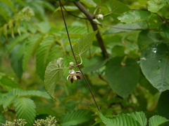 Cynanchum annularium