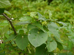 Cynanchum annularium