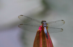 Brachydiplax chalybea