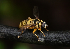 Milesia sinensis