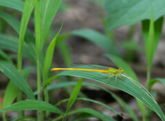 Ceriagrion coromandelianum