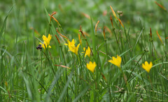 Zephyranthes citrina