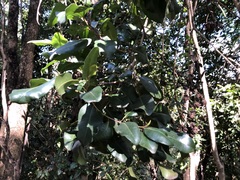 Xanthostemon oppositifolius