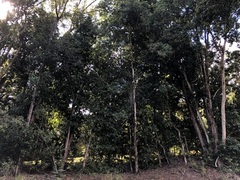 Xanthostemon oppositifolius