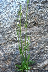 Silene invisa