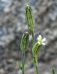 Silene invisa