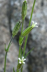 Silene invisa