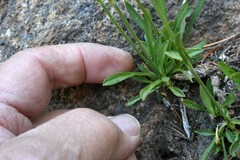 Silene invisa