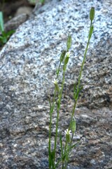 Silene invisa