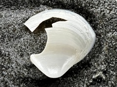 Maorimactra ordinaria