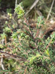 Pultenaea hispidula