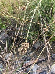 Calliscirpus criniger