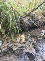 Calliscirpus criniger