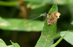 Agriocnemis pygmaea