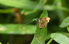 Agriocnemis pygmaea