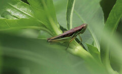 Spathosternum prasiniferum