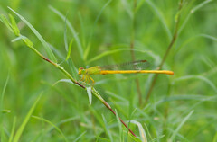 Ceriagrion coromandelianum