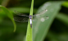 Brachydiplax