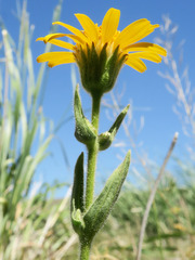 Arnica sororia