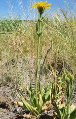 Arnica sororia