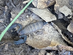 Pseudouroctonus santarita