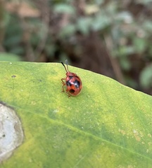 Stenotarsus pardalis