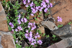 Thymus reverdattoanus