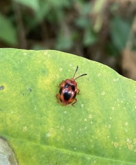 Stenotarsus pardalis